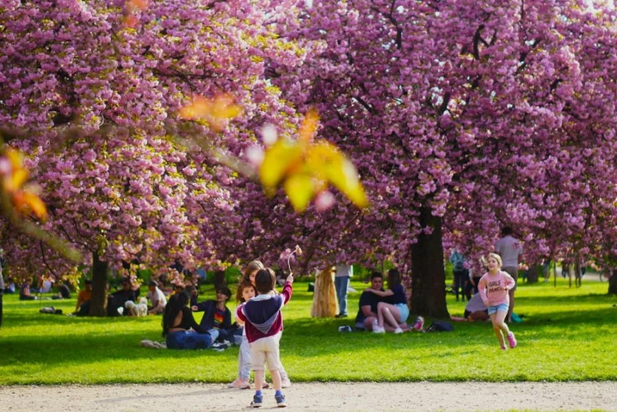 Bạn có hẹn với mùa hoa anh đào ở Paris vào mùa xuân